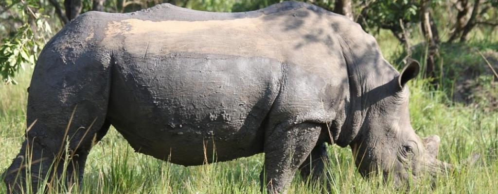 Ziwa Rhino Sanctuary, Nakasongola